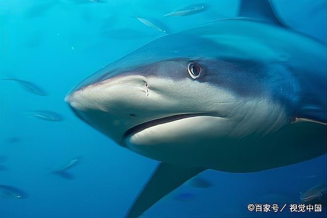 刀魚的牙齒圖片
