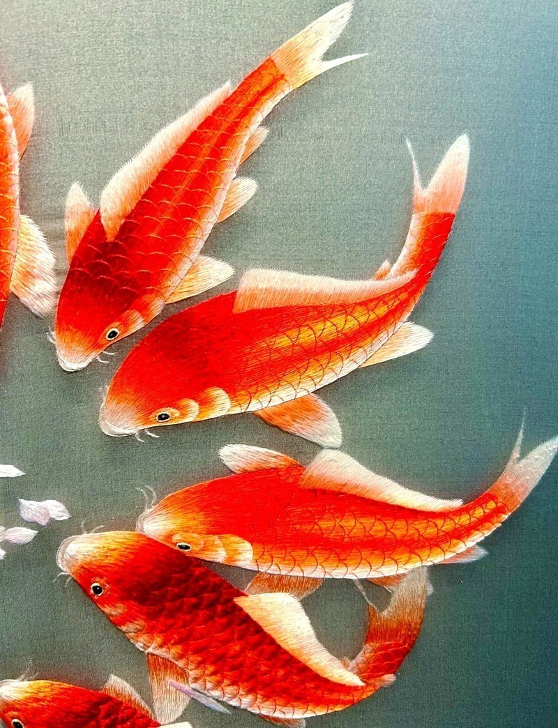養十二條魚的風水意義 養十二條魚的風水意義 龍魚論壇 第1張