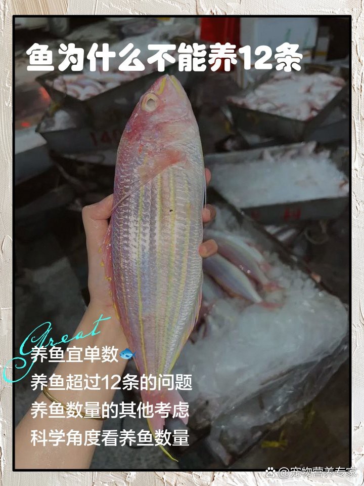 養十二條魚的風水意義 養十二條魚的風水意義 龍魚論壇 第6張