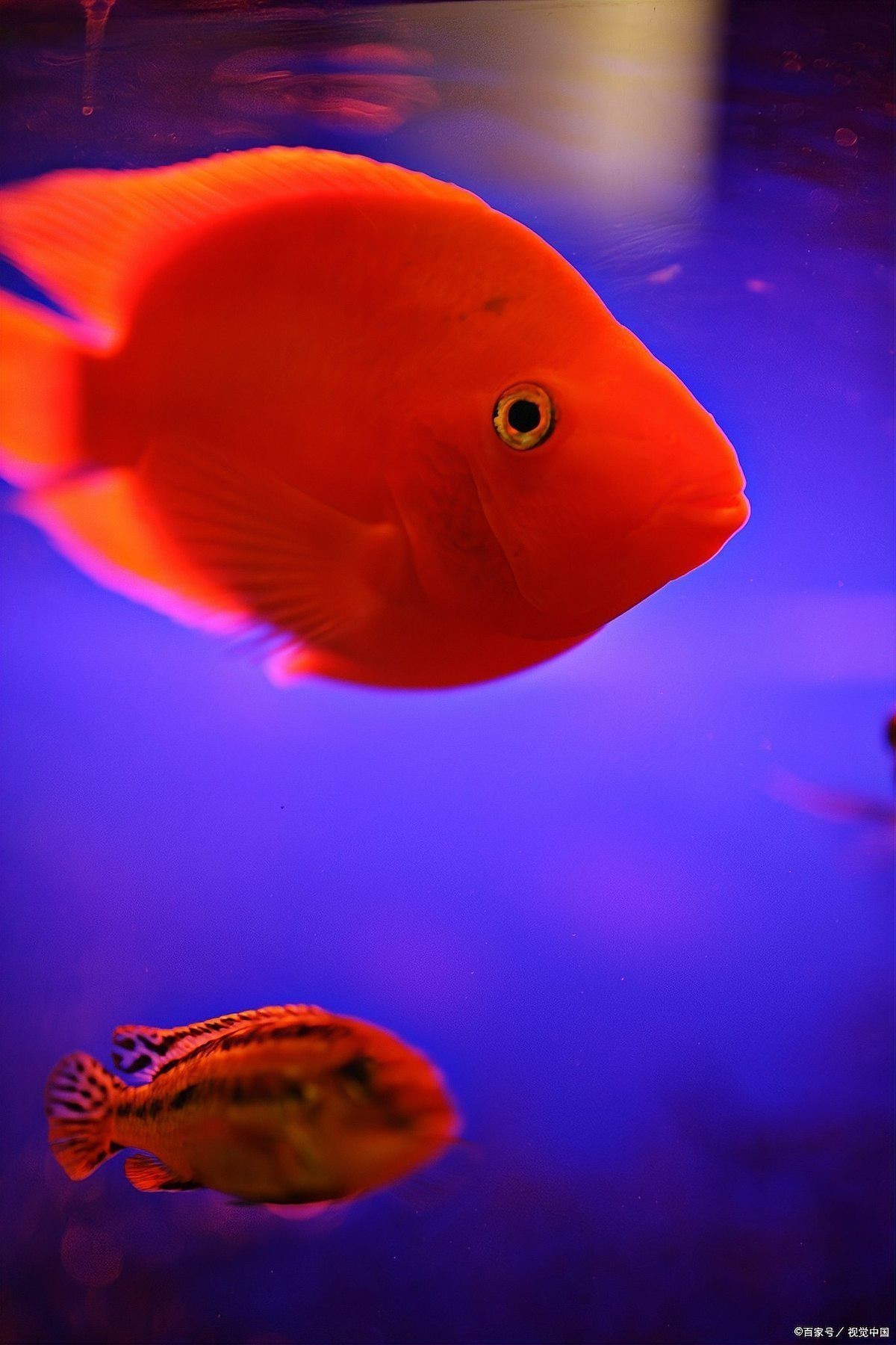 養十二條魚的風水意義 養十二條魚的風水意義 龍魚論壇 第4張