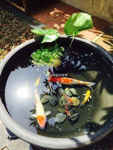 養十二條魚的風水意義 養十二條魚的風水意義 龍魚論壇 第8張