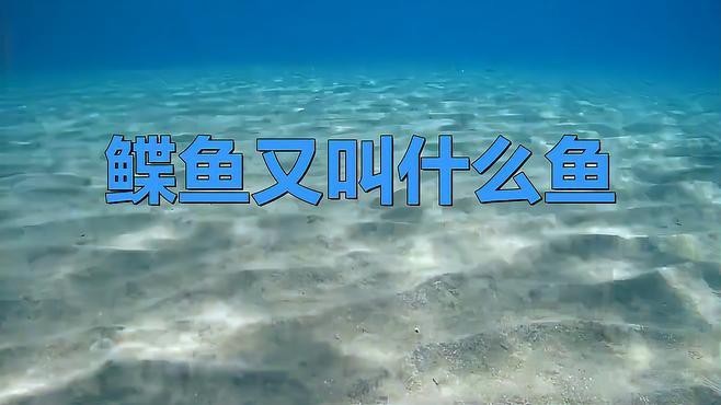 鰈魚的種類有哪些
