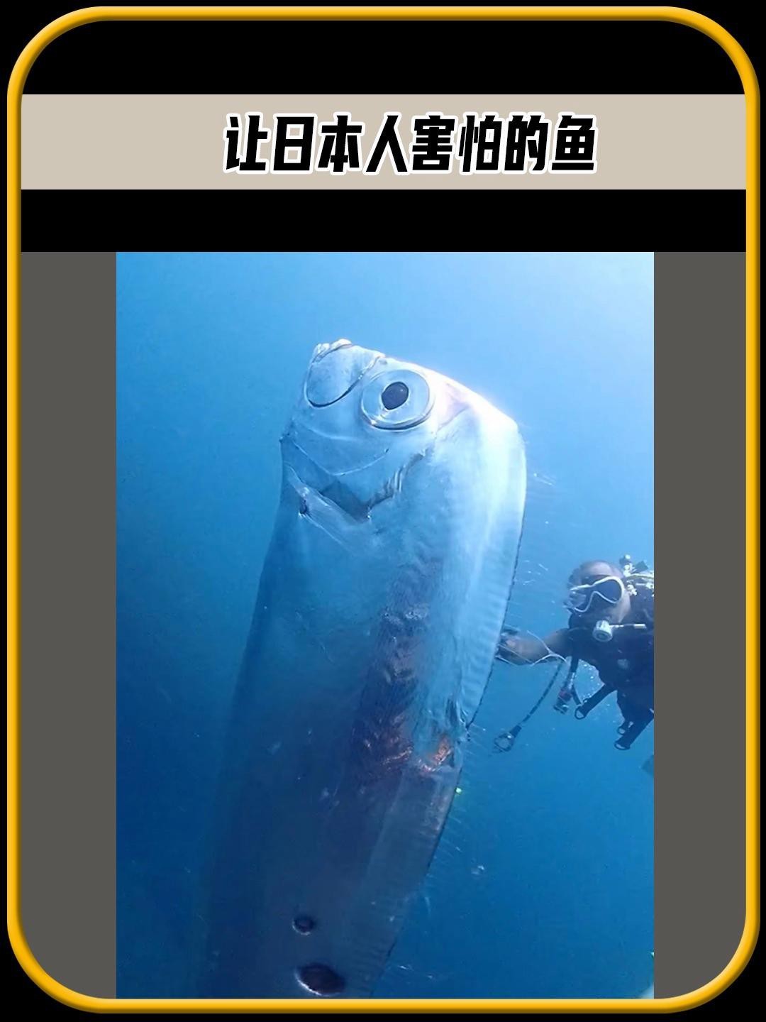 皇帶魚在日本文化中有何特殊地位？