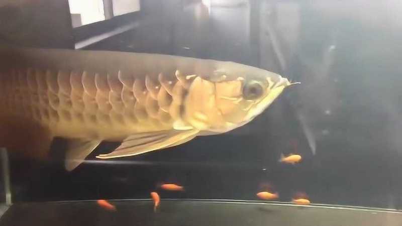 金龍魚吃魚視頻全集哪里可以看？