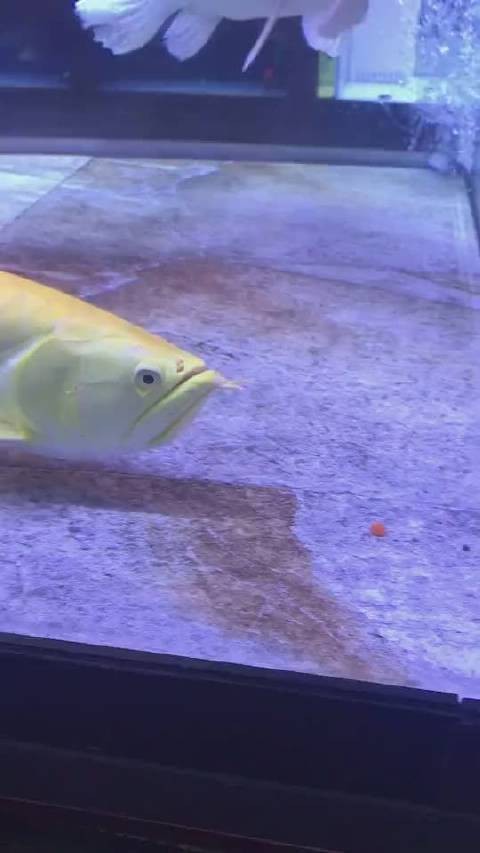 金龍魚吃魚視頻全集哪里可以看？