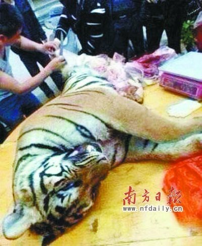 殺老虎視頻全過程屠宰場