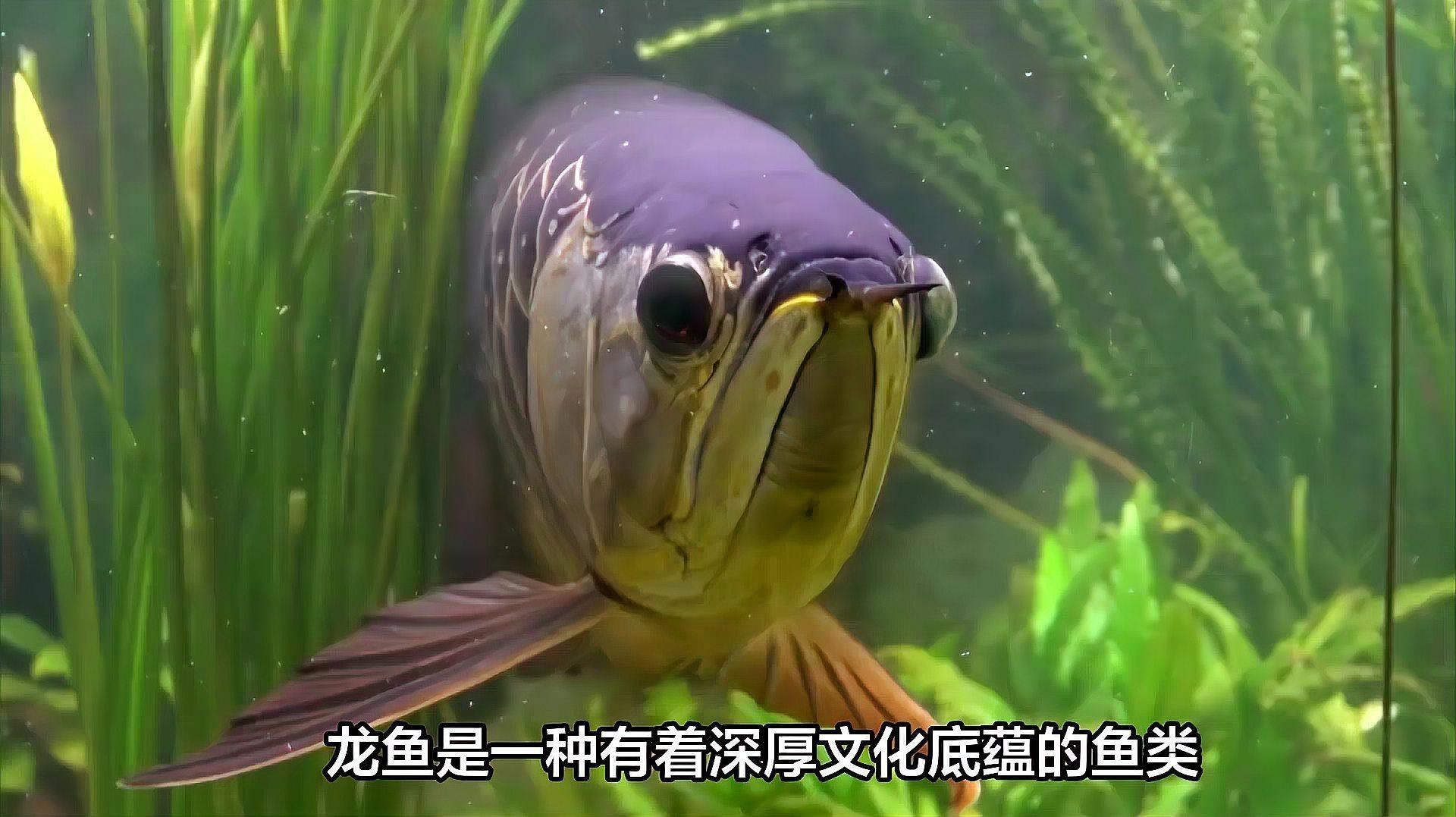 龍魚在現(xiàn)代文化中的象征意義