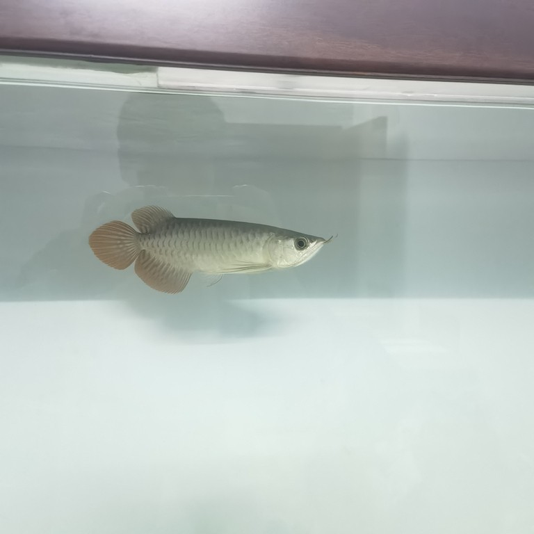 說是綠皮辣椒，1800值嗎？