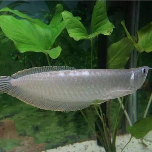 銀龍魚幼苗圖片