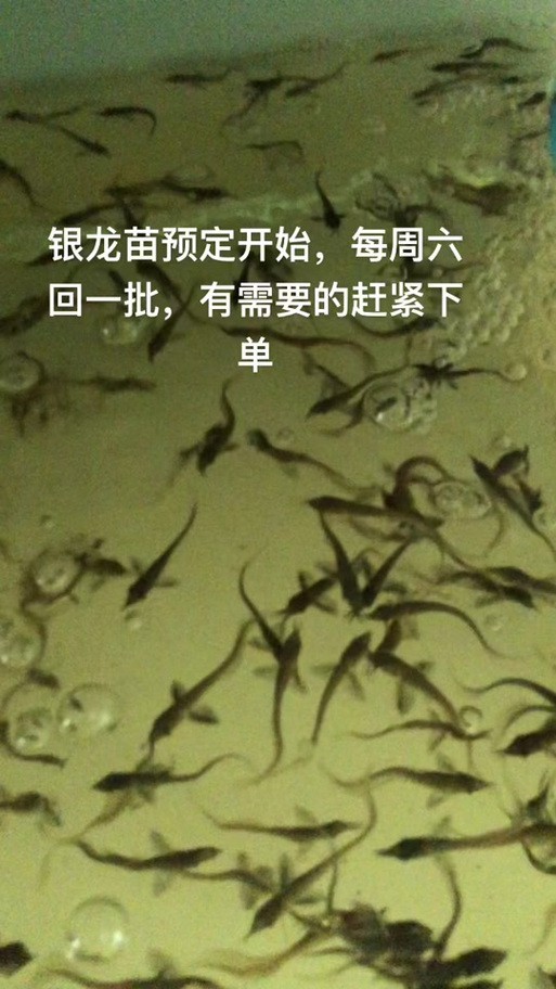 銀龍魚幼苗圖片