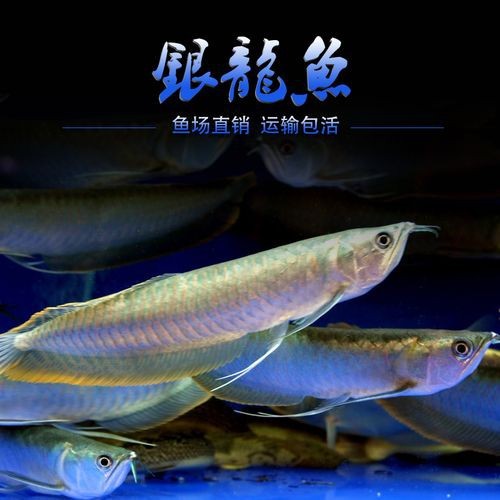 銀龍魚幼苗圖片