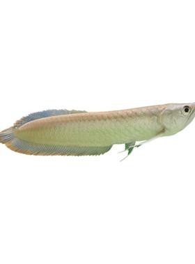 銀龍魚幼苗圖片