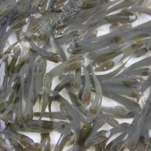 銀龍魚幼苗圖片