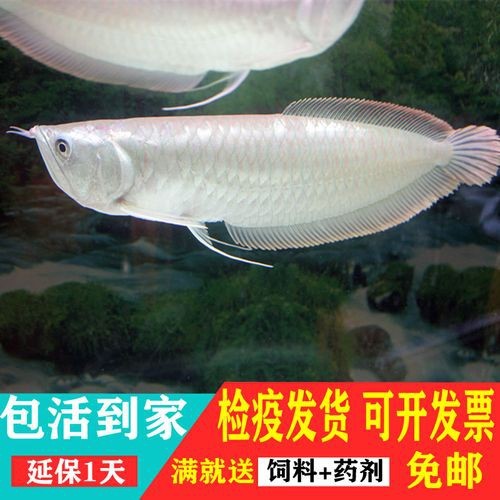 銀龍魚幼苗圖片