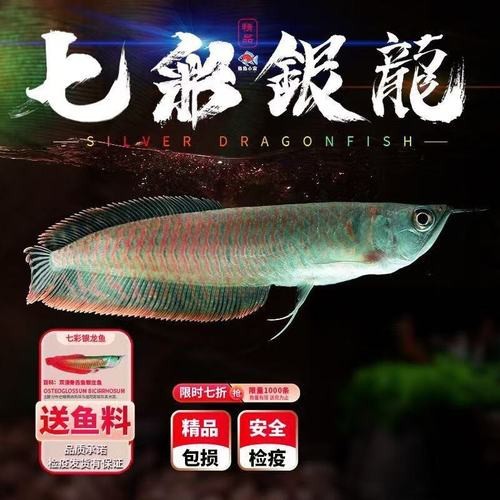 銀龍魚幼苗圖片