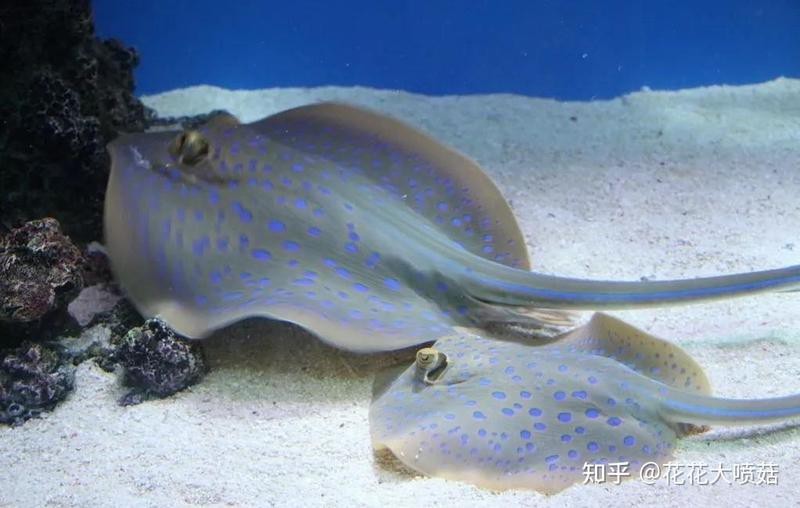 魟魚 鰩魚 蝠鲼