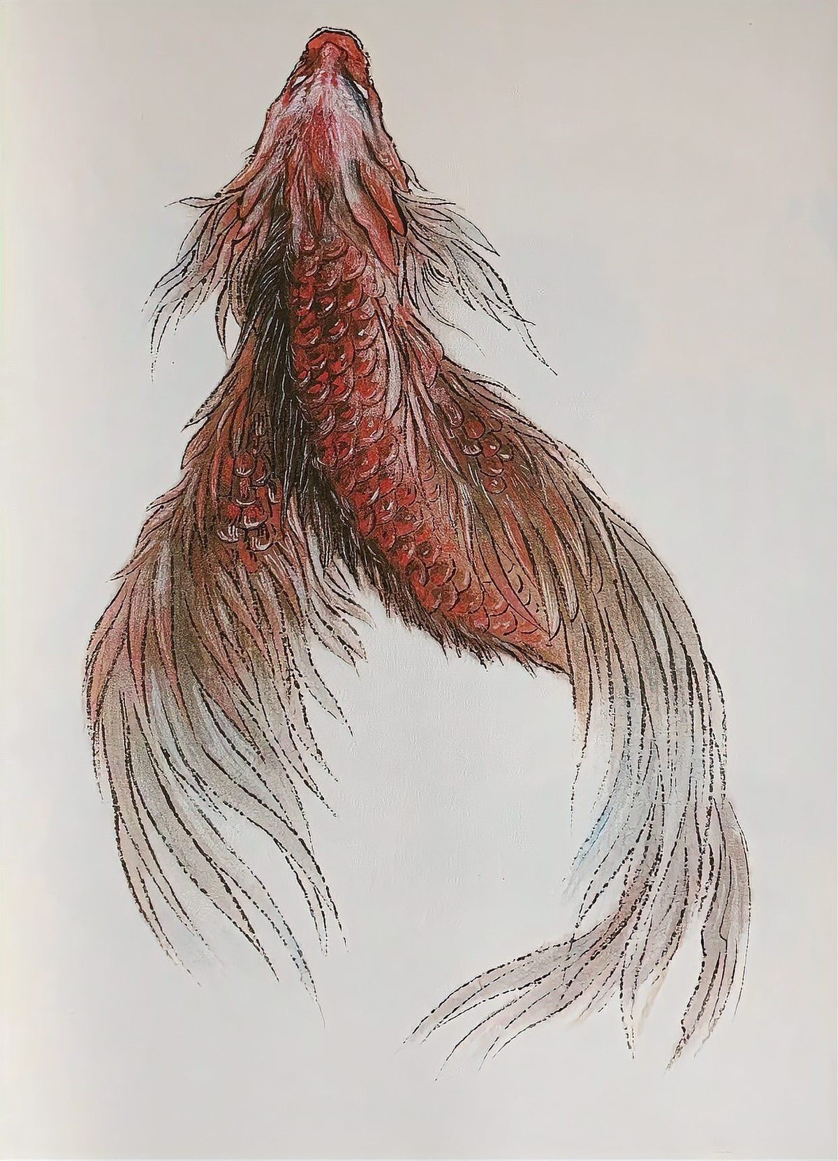魟魚 鰩魚 蝠鲼