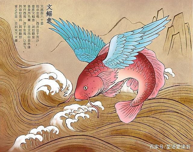 魟魚 鰩魚 蝠鲼