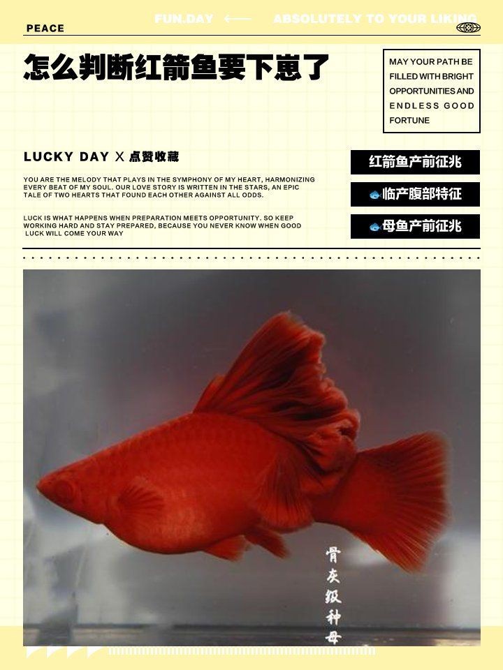紅箭魚懷孕的6大表現