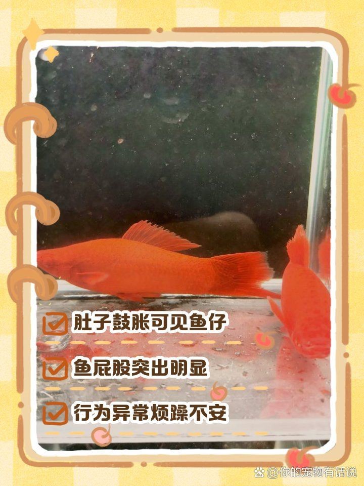 紅箭魚懷孕的6大表現