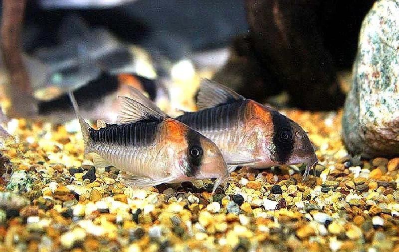 紅頭魚觀賞魚