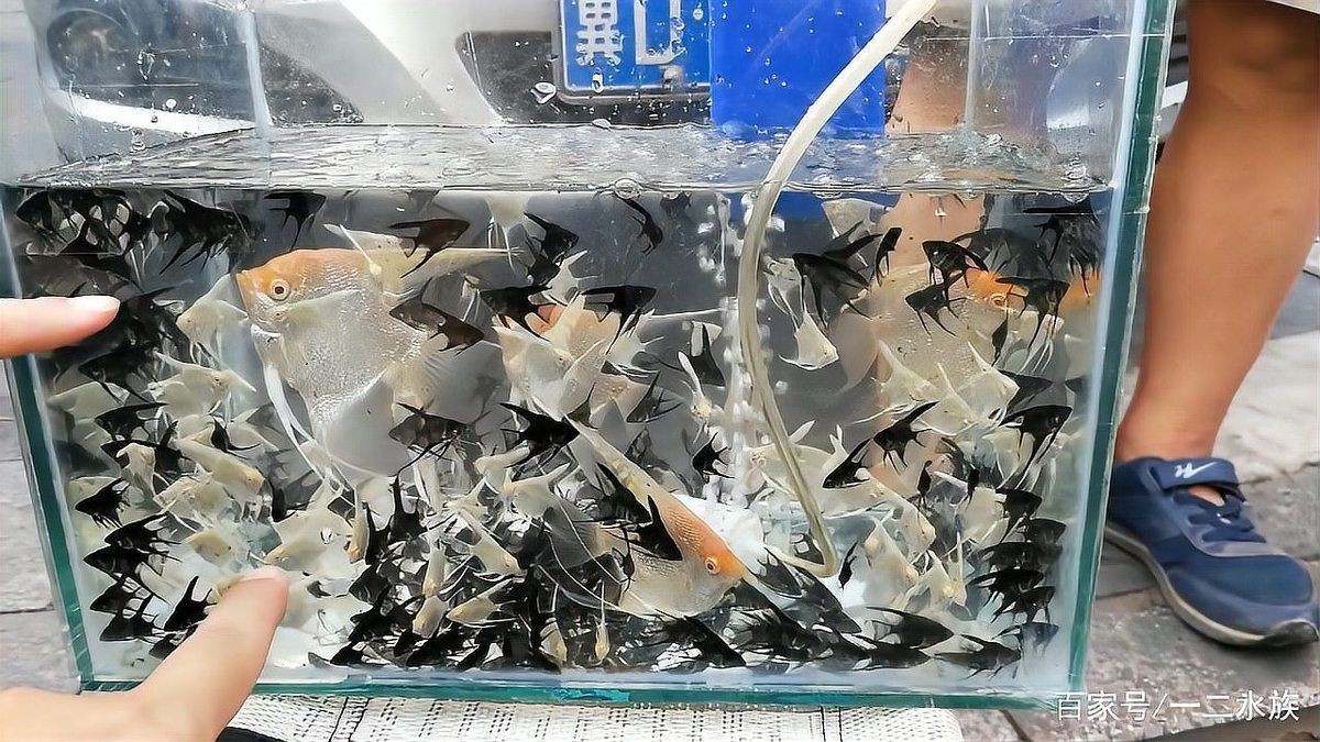 紅頭魚觀賞魚