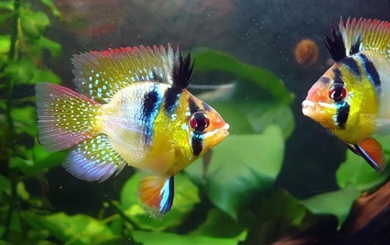 紅龍魚生病后多久會(huì)死？