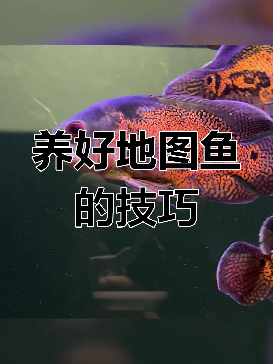 地圖魚養多久認主人
