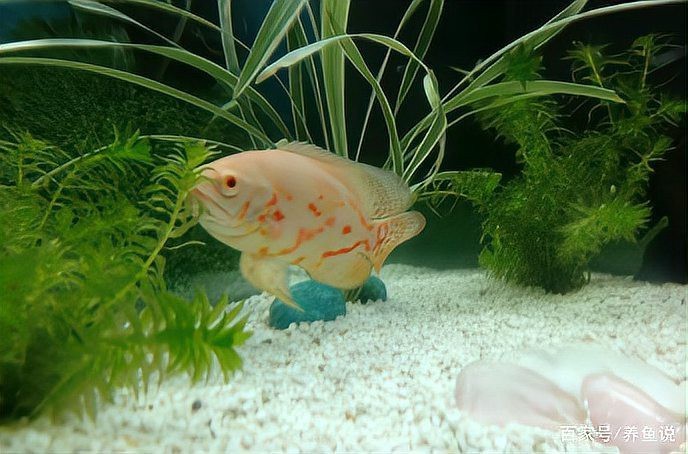 地圖魚養多久認主人