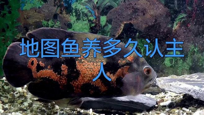 地圖魚養多久認主人
