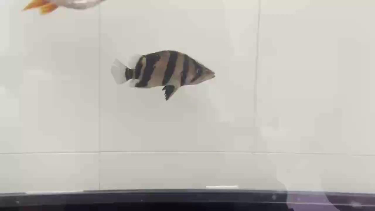 新入小三 尺寸11公分