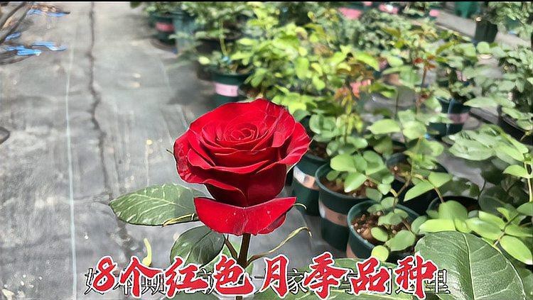 十大公認最好紅色月季品種