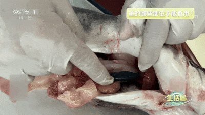 魚頭為什么不能沖人