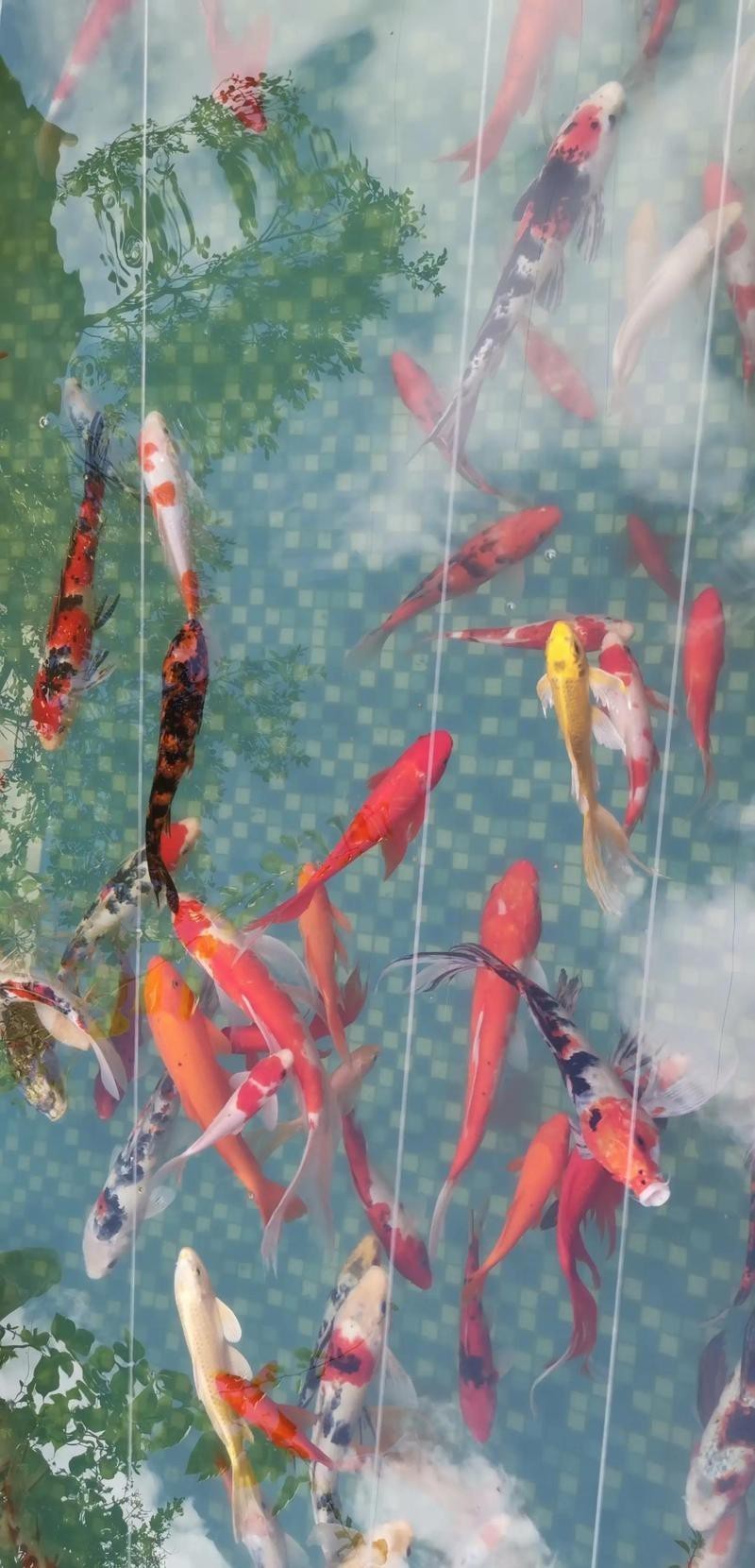 一進門看見魚就斷是吉兆嗎