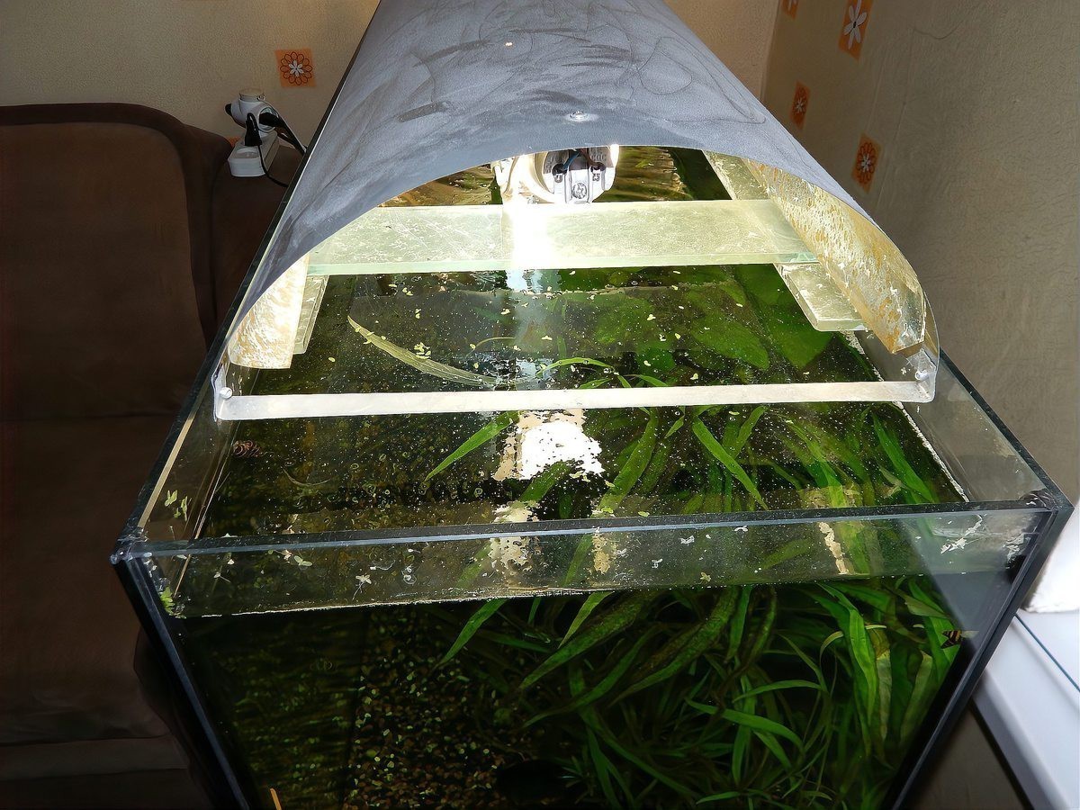 蠑螈要怎么養才能養活