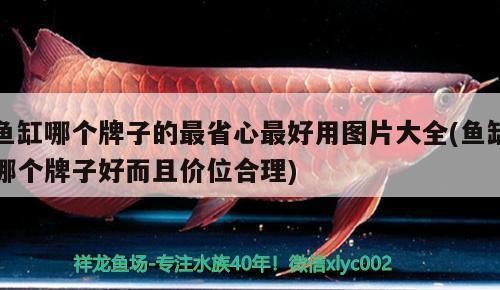 拜泉縣宏金水族館（拜泉縣宏金水族館電話）