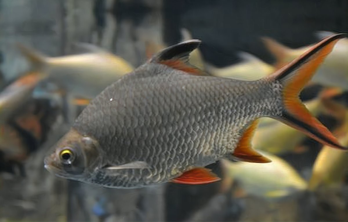 雙線側(cè)魚混養(yǎng)最忌三種魚