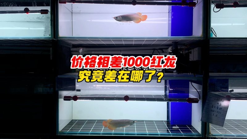 吉羅魚和龍魚的價格差異大嗎