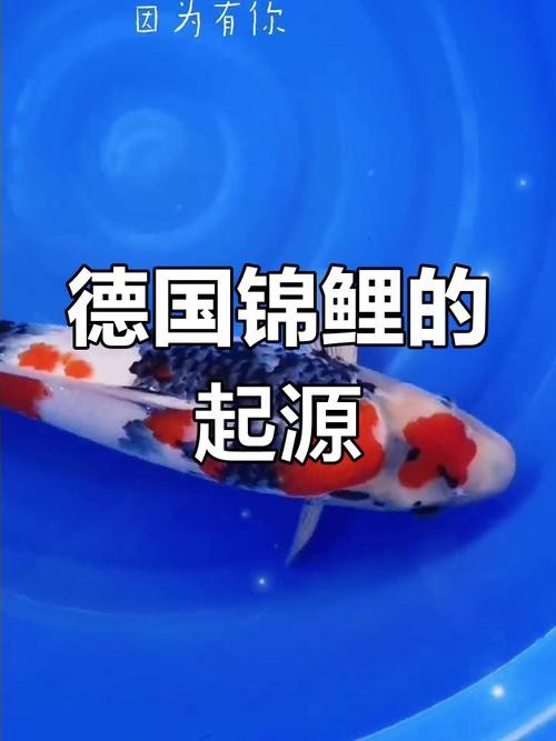 德國三色錦鯉圖片
