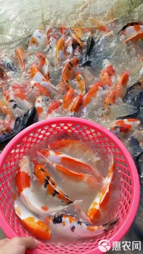 德國三色錦鯉圖片