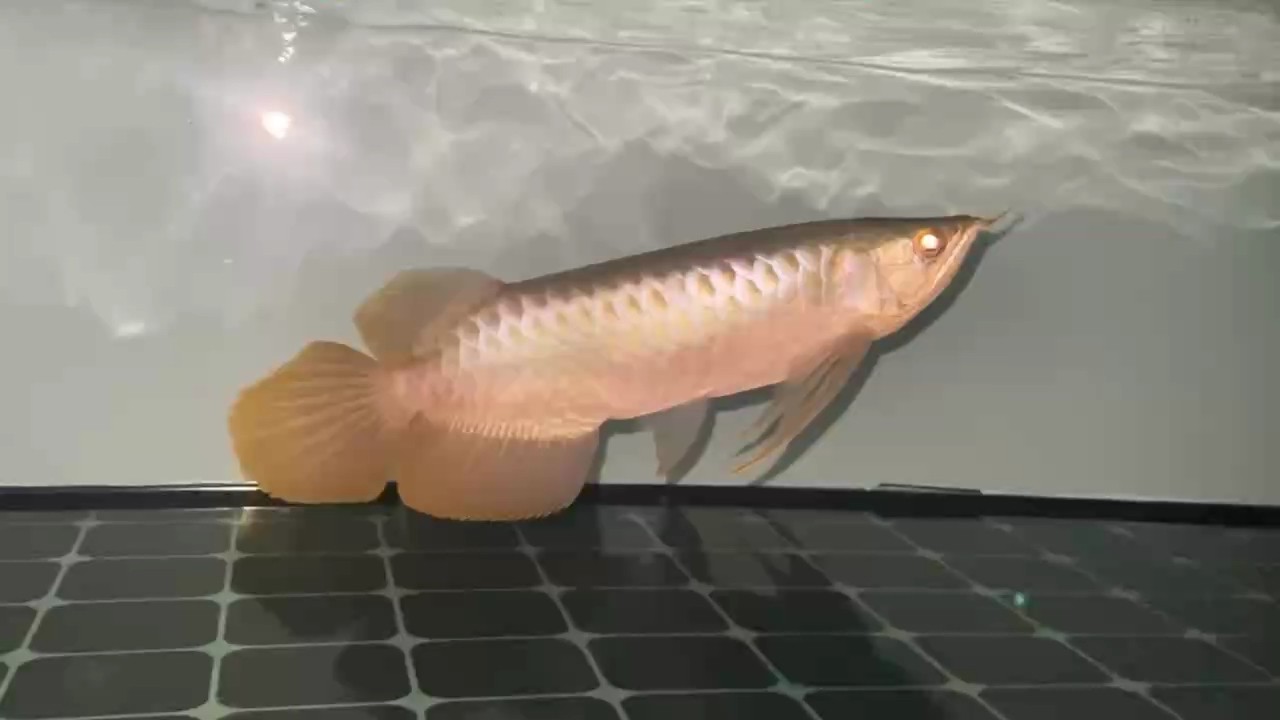 青島市市北區新新世界水族館（青島市市北區新新世界水族館電話）