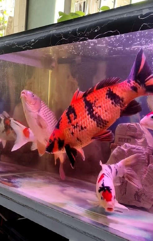 魚缸用增氧泵價格是多少:魚缸增氧機-xtrac增氧機-xtrac增氧機 龍魚眼睛白點:龍魚眼睛出現(xiàn)白點可能是由于以下幾種情況采取處理方法 龍魚百科 龍魚眼睛白點:龍魚眼睛出現(xiàn)白點可能是由于以下幾種情況采取處理方法 龍魚眼睛白點:龍魚眼睛出現(xiàn)白點可能是由于以下幾種情況采取處理方法 龍魚百科