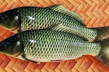 虎魚死了能吃嗎