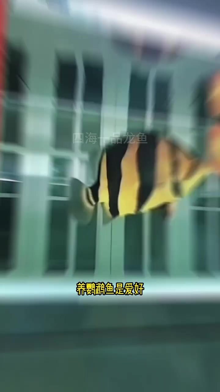 虎魚和龍魚哪個辟邪