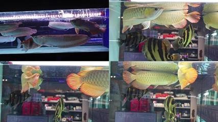 新北區(qū)春江子非魚水族館（新北區(qū)春江子非魚水族館地址）