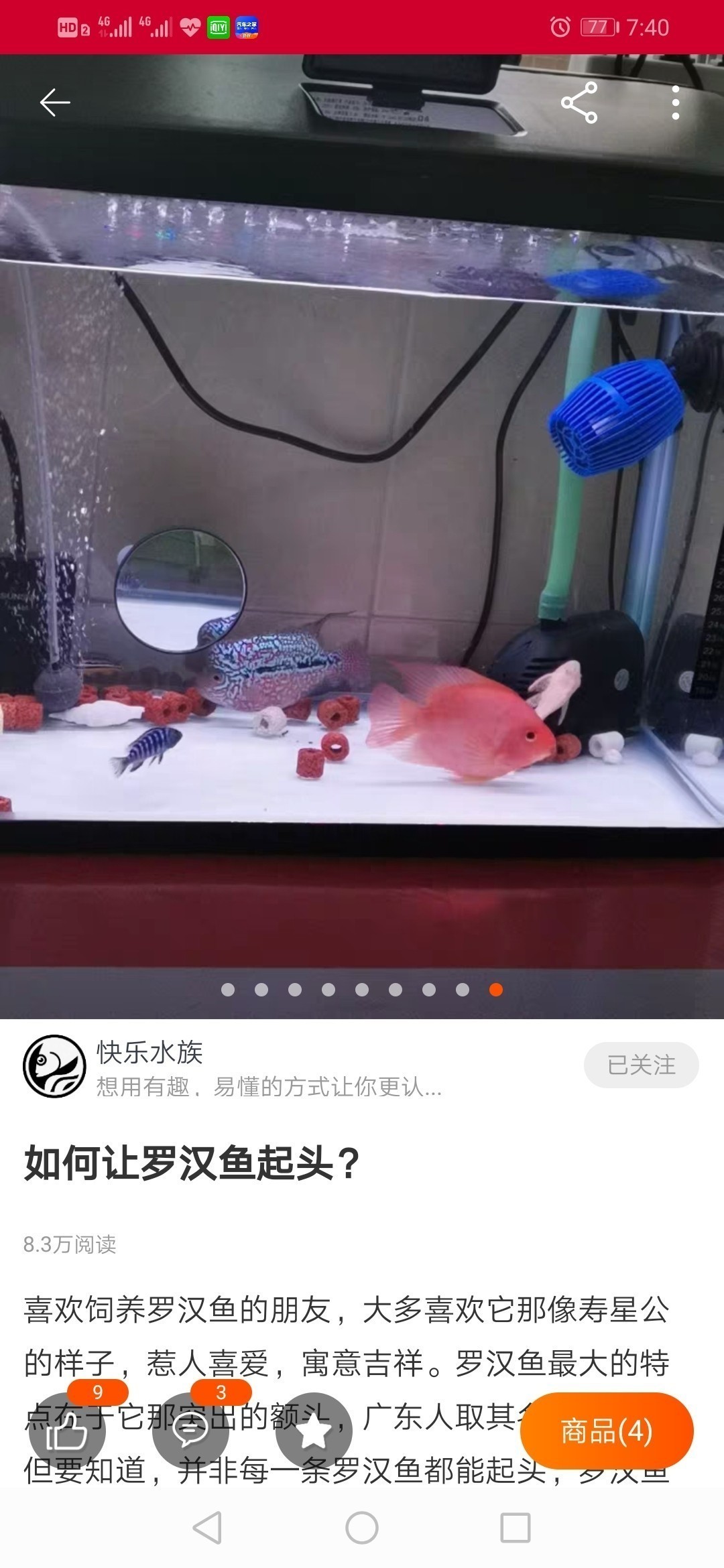 金龍魚市場價多少錢