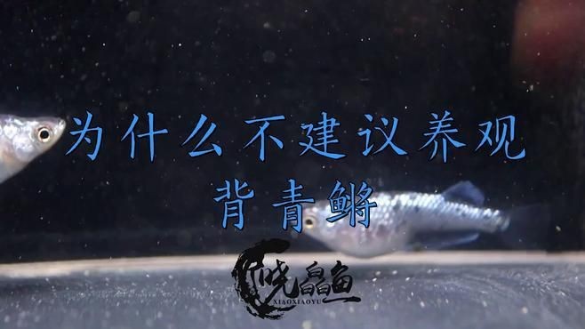 觀背青鳉為什么不建議養(yǎng)