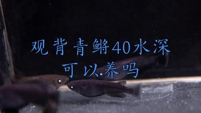 觀背青鳉為什么不建議養(yǎng)