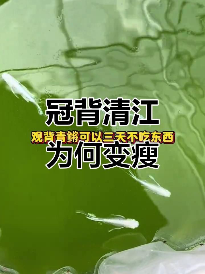 觀背青鳉為什么不建議養(yǎng)