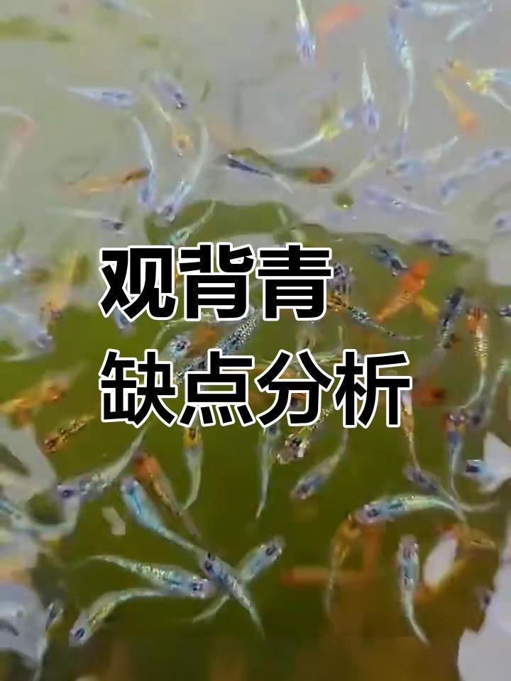 觀背青鳉為什么不建議養(yǎng)
